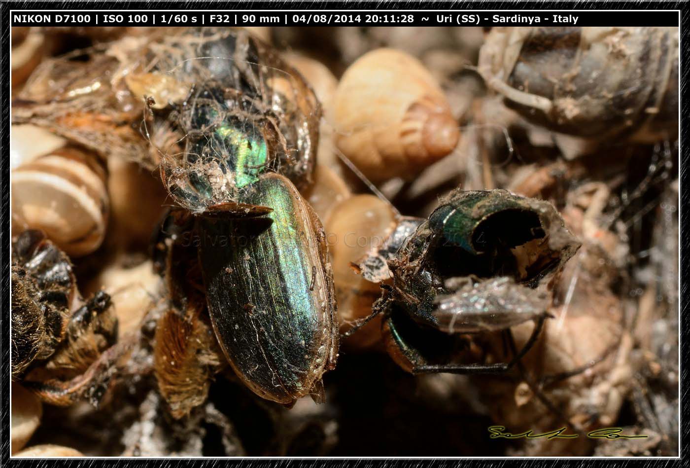 Steatoda grossa (C. L. Koch, 1838)